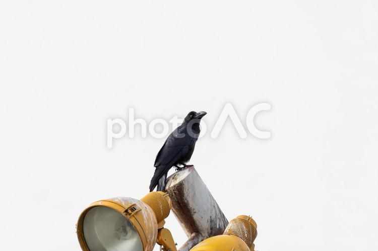 ライトの上に佇むカラス カラス,黒,野鳥の写真素材
