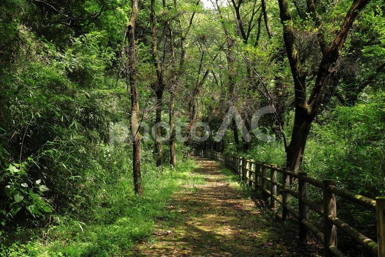 廃線跡探訪 自然,木漏れ日,木々の写真素材