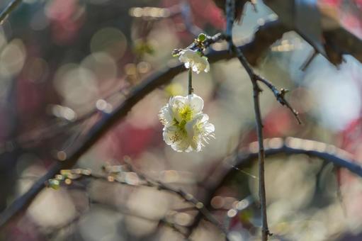 柔らかな光に包まれた白梅の写真