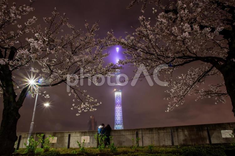 隅田公園の夜桜とスカイツリー 夜桜,スカイツリー,お花見の写真素材