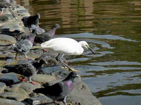 鳩に混じって池の岸辺で採餌するコサギ コサギ,ドバト,カワラバトの写真素材