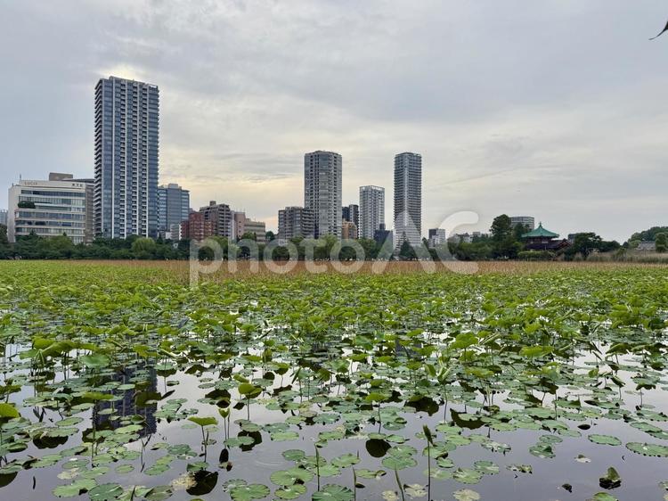 梅雨空の下蓮が生い茂る不忍池 不忍池,上野,上野恩賜公園の写真素材