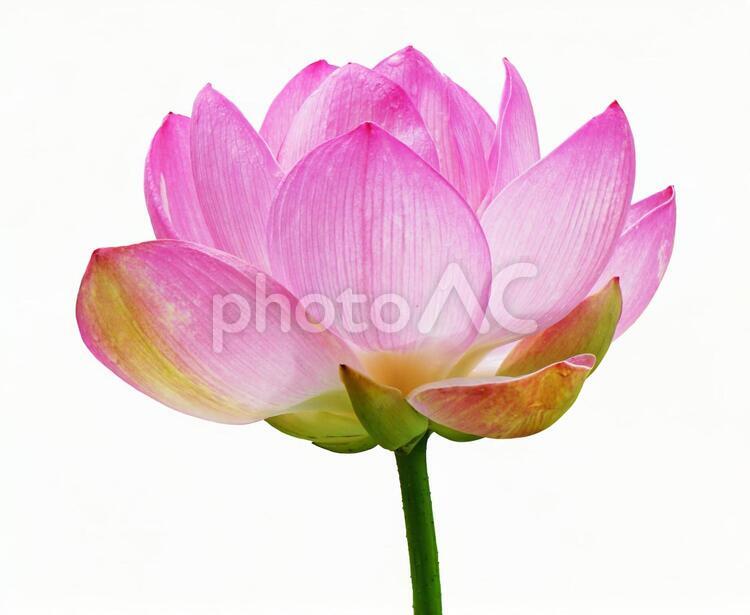 蓮の花【切り抜きPSD】 蓮,psd,切り抜きの写真素材