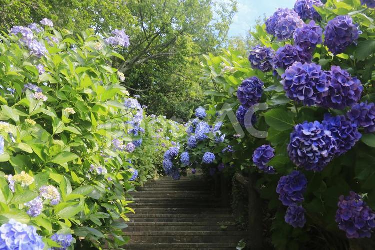 下田城址公園の素晴らしい紫陽花祭り 紫陽花,まつり,祭りの写真素材