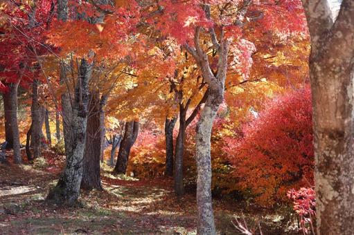 色づく 紅葉,秋,鮮やかの写真素材
