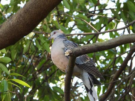 営巣準備の写真