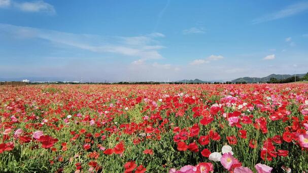 笠岡の陽光に輝く花畑の風景#1 花畑,ポピー,花の写真素材