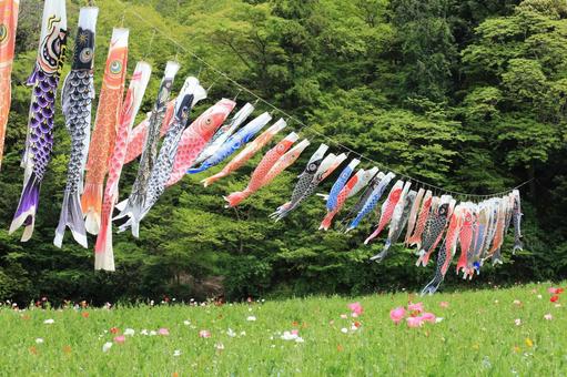 草原の中の鯉のぼり 草原の中の鯉のぼりの写真