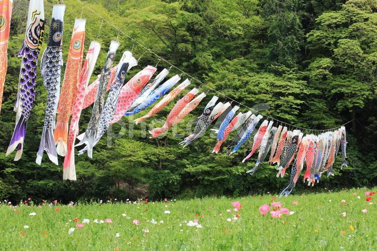 草原の中の鯉のぼり 鯉のぼり,こどもの日,風景の写真素材
