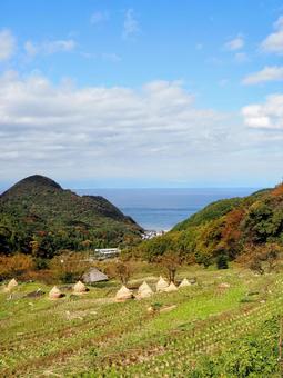秋の西伊豆の紅葉・石部棚田&海(松崎町) 秋の西伊豆の紅葉・石部棚田&海(松崎町) 秋,石部棚田,静岡県の写真素材