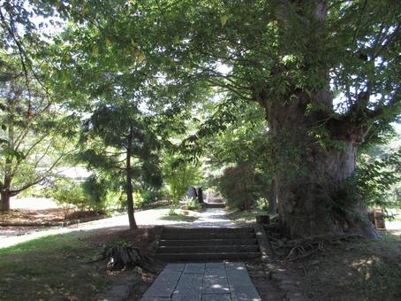 長野県-前山寺-参道の写真