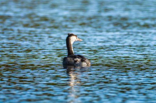 池を泳ぐカンムリカイツブリ 池を泳ぐカンムリカイツブリの写真