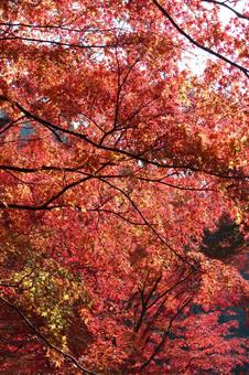 紅葉 紅葉の写真