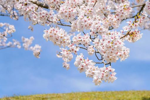 青空に映える満開の桜 21 桜,ソメイヨシノ,サクラの写真素材