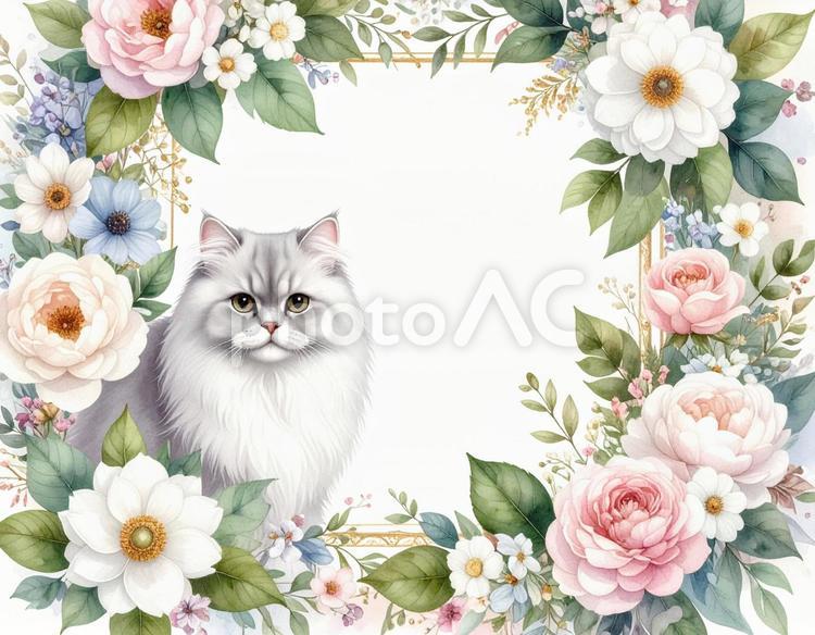 ペルシャ猫と花のフレーム素材 猫,花,フレームの写真素材