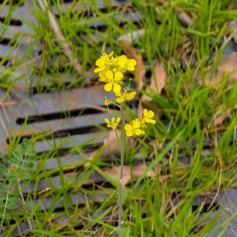 Oilseed rape blooming on the roadside, JPG Oilseed rape blooming on the roadside, JPG