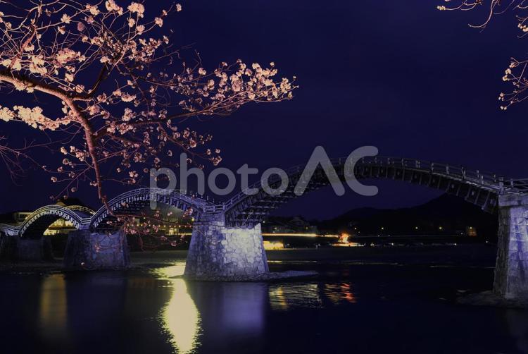 岩国　錦帯橋と桜 錦帯橋,桜,さくらの写真素材