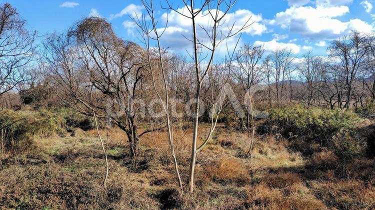 冬の雑木林と河川敷 雑木林,河川敷,冬の写真素材