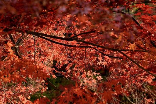 光り輝く紅葉 紅葉,カエデ,もちずり観音の写真素材