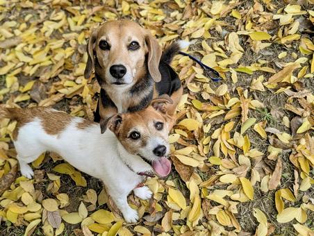 秋の絨毯⑤ 犬,ビーグル,ジャックラッセルテリアの写真素材