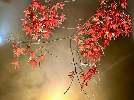 仁和寺のライトアップされた紅葉 紅葉,もみじ,赤葉の写真素材