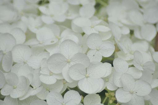 紫陽花 紫陽花の写真