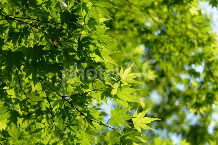 木々の緑 木,葉,緑の写真素材