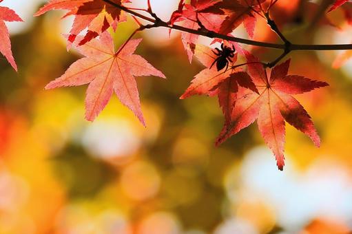 紅葉に映る蜘蛛の影 紅葉に映る蜘蛛の影の写真