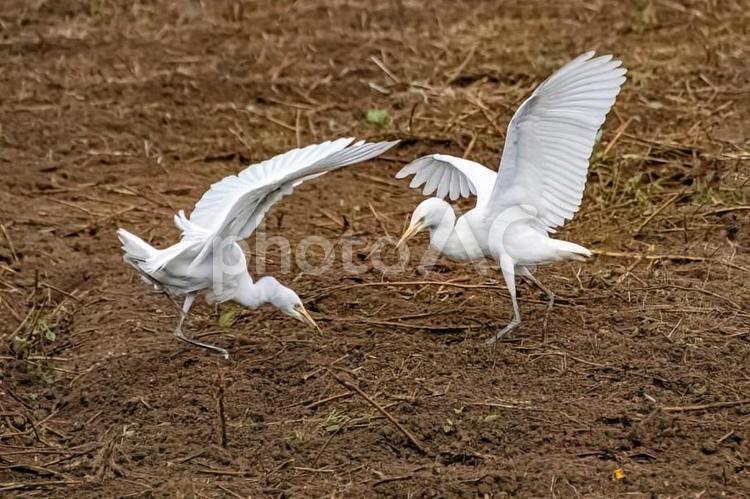 白鷺が羽を広げている 鳥,土,野生動物の写真素材