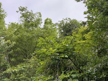 Photo, bamboo forest, sky, bamboo forest and sky, 