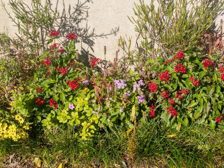 ペンタスの写真