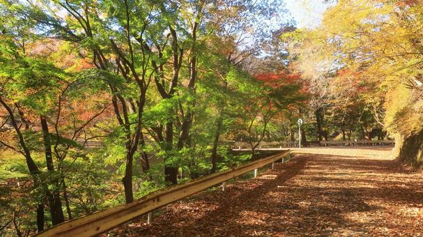 紅葉ドライブ 那須塩原 紅葉ドライブ 那須塩原 那須塩原,紅葉,ドライブの写真素材
