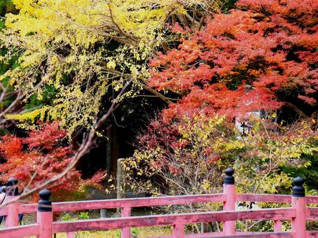 日本の紅葉 日本の紅葉 こうよう,もみじ,モミジの写真素材