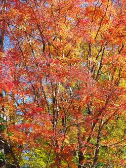紅葉風景 紅葉,秋,青空の写真素材