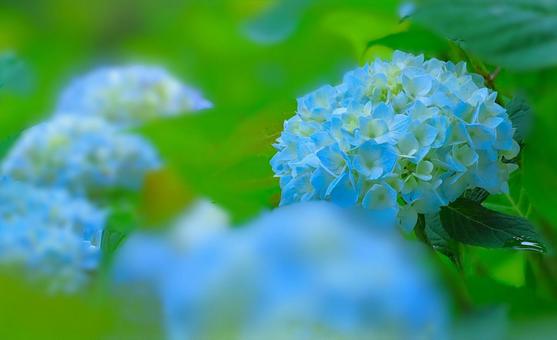 花模様₋アジサイ‐明るいイメージ 花模様₋アジサイ‐明るいイメージの写真