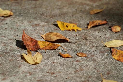 道に落ちた枯葉 道に落ちた枯葉 枯れ葉,紅葉,黄葉の写真素材