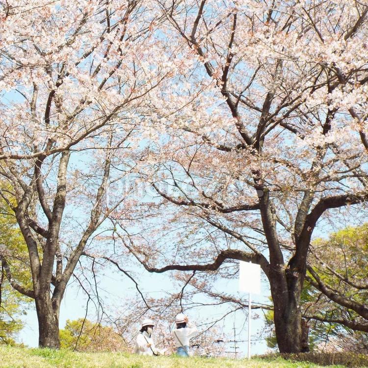 春、友達と桜の下で 桜,春,新学期の写真素材