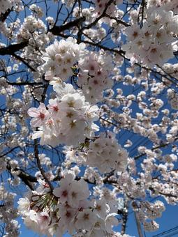 満開の桜と青空 桜,満開,春の写真素材