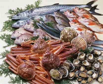 海の幸大集合 海の幸大集合 海産物集合,鮮魚集合,魚介集合の写真素材