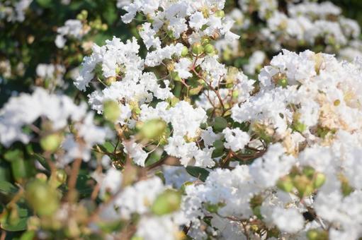 きらきら 花,植物,春の写真素材