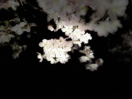 桜 桜 夜桜,桜,4月の写真素材
