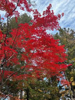 紅葉 秋,朱,晴れた空の写真素材