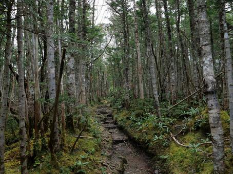 甲武信ヶ岳 徳ちゃん新道 甲武信ヶ岳 徳ちゃん新道の写真
