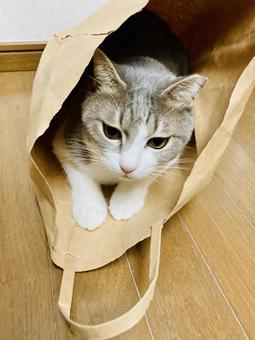 袋の中の猫 猫,キジ猫,キジシロネコの写真素材