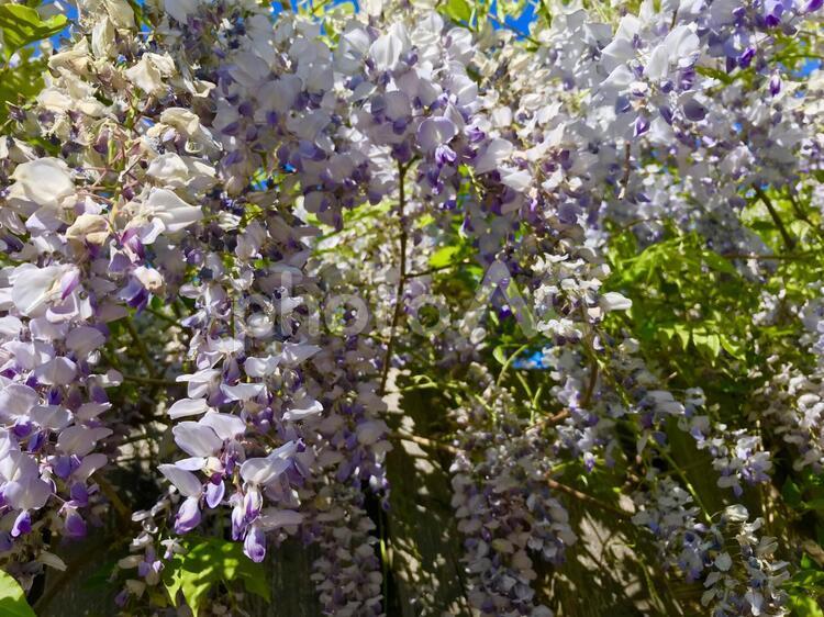 下から見上げた藤の花 藤,藤の花,ローアングルの写真素材