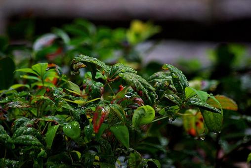 庭木と雨滴 雨滴,水,しずくの写真素材