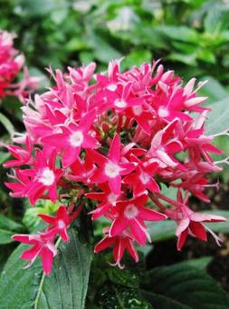Photo, a flower, spring, summer, and fall, red, 