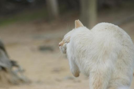ねこ 箱座り,飼い猫,家猫の写真素材