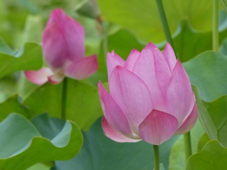 ハスの花 6 ハスの花 6 ハス,花,つぼみの写真素材
