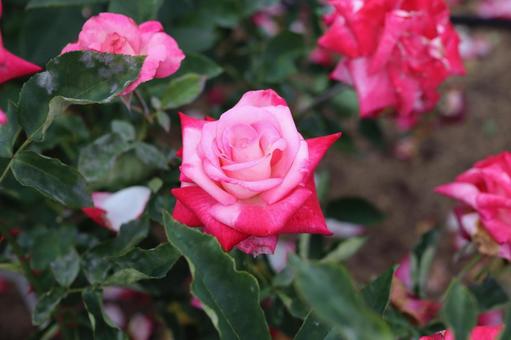 バラ園にて綺麗な薔薇を撮った写真です バラ園にて綺麗な薔薇を撮った写真です 花,薔薇,自然の写真素材